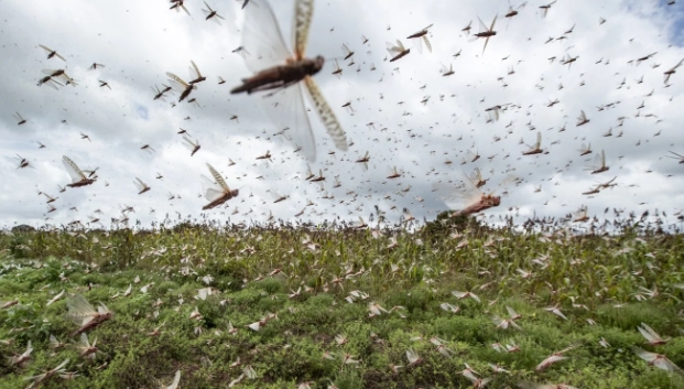 동아프리카에 지난주 말 대규모의 메뚜기 떼가 출현해 극심한 농작물 피해를 입혔다. 