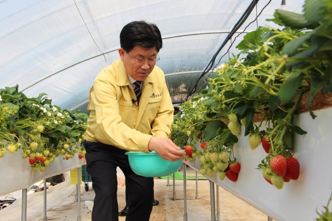 강인규 전남 나주시장은 20일 오전 남평읍 풍림리 소재 딸기 재배 농가를 방문, 직원들과 함께 딸기 수확에 직접 참여하며 농가 애로사항을 청취했다. /전남 나주시=제공