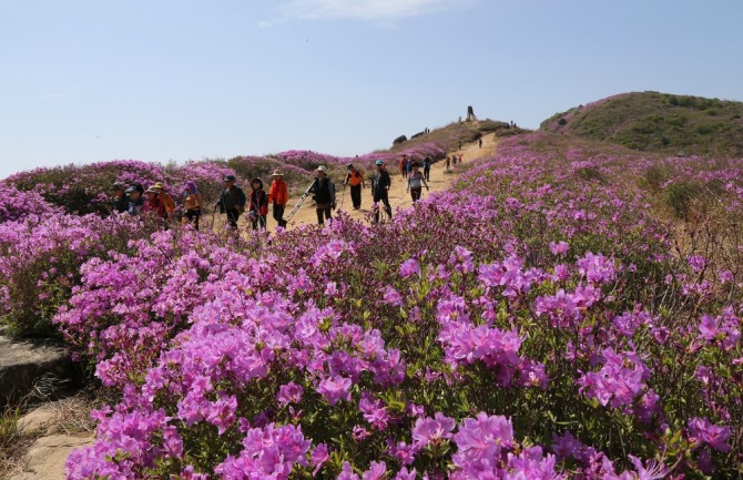 산청황매산철쭉제. 사진=뉴시스