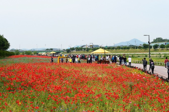 지난해 장성 황룡강변 홍(洪)길동무 꽃길축제. 사진=장성군 제공