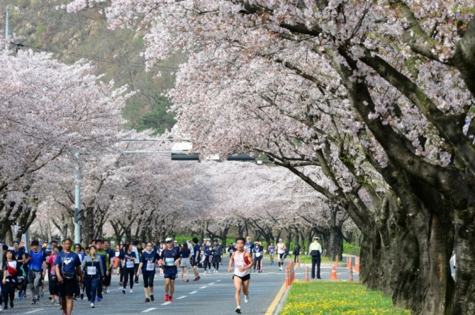 경주 벚꽃 마라톤 대회’ 모습. 사진=한국관광공사 제공