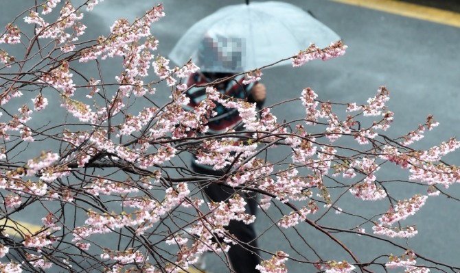  봄을 재촉하는 비가 내린 지난달 25일 부산 연제구의 한 아파트 앞 벚꽃이 활짝 펴 시민들의 눈길을 사로잡고 있다. 사진=뉴시스