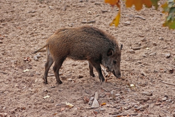 강원도 화천과 경기도 연천에서 또 ASF에 감염된 멧돼지 14마리가 발견됐다. 