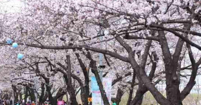 서울 영등포구는 코로나 19의 확산에 따라 올해 봄꽃축제를 전면 취소하기로 했다. 