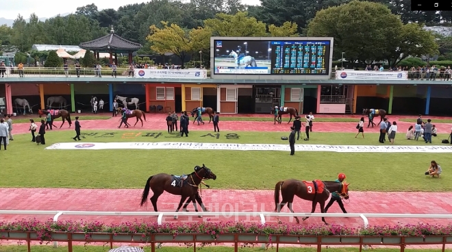 한국마사회 경기 과천 서울경마공원 내 예시장에서 경주마들이 경주에 앞서 관객들에게 선보이고 있다. 사진=김철훈 기자 