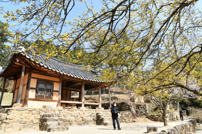 한국의 민간 전통정원 중 으뜸이라는 평가를 받는 전남 담양 소쇄원에 산수유가 만발해 상춘객의 발길을 사로잡고 있다.  소쇄원을 찾은 사진인들이 노란 산수유를 가득 담은 소쇄원 제월당을 카메라에 담고 있다. /전남 담양군=제공