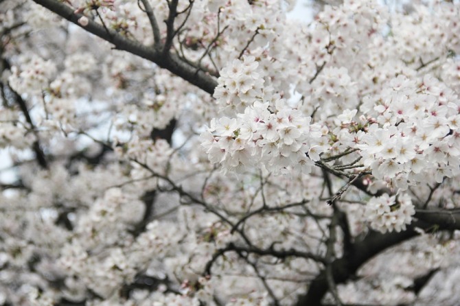 전국에서 코로나19로 벚꽃축제가 줄줄이 취소되고 있다 사진=픽사베이