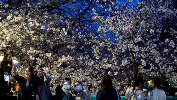 지난 26일 도쿄에서 시민들이 벛꽃을 배경으로 사진을 찍고 있다. 27일 도쿄도는 신종 코로나바이러스 감염증(코로나19) 확산 방지를 위해 꽃놀이 자제 요청을 내렸다. 사진=AP/뉴시스