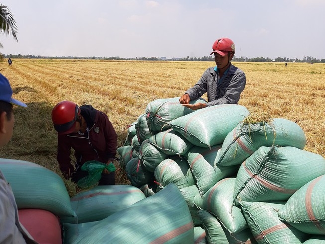 베트남 농가들이 쌀 수출 중단으로 울상을 짓고 있다.