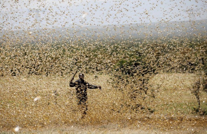 아프리카의 메뚜기 떼. 사진=로이터