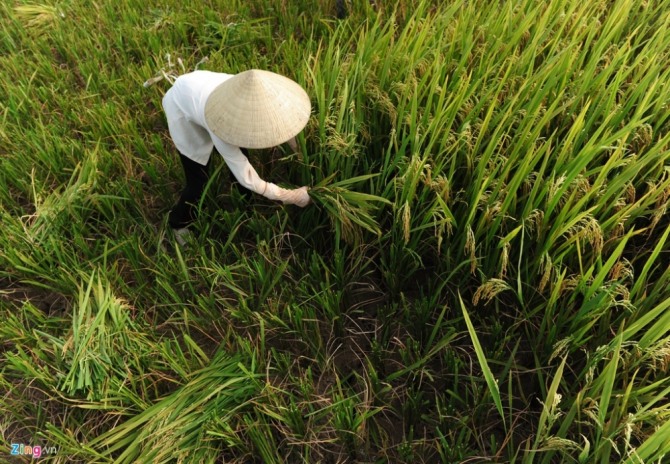 산업통상자원부가 베트남 총리실에 쌀 수출 재개 방안을 요청한 것으로 알려졌다.