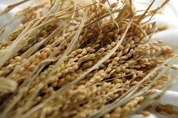 코로나 19의 여파로 국제 쌀 가격이 폭등세를 나타내고 있다. 