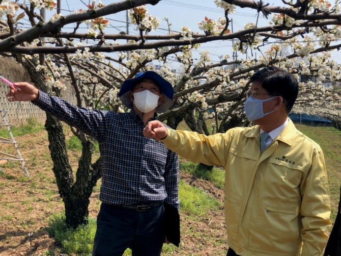 강인규 전남 나주시장은 지난 7일 봉황·금천면 소재 배 과수 저온 피해 현장을 방문, 구체적인 피해 현황을 점검하고 농업인들을 애로사항을 청취했다. /전남 나주시=제공