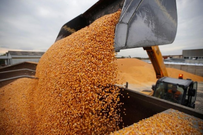 세계의 '곡물 창고'로 불리는 브라질이 국내 곡물 가격이 사상 최대치로 올라 5월부터 주변 남미 국가로부터 옥수수를 수입해야 한다고 밝혔다. 사진=로이터