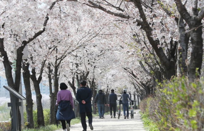 서울 양천구 목동운동장 옆 벚꽃이 만개한 안양천 뚝방길에 시민들이 산책을 하고 있다. 사진=뉴시스