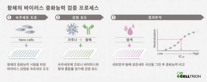 항체검증 프로세스