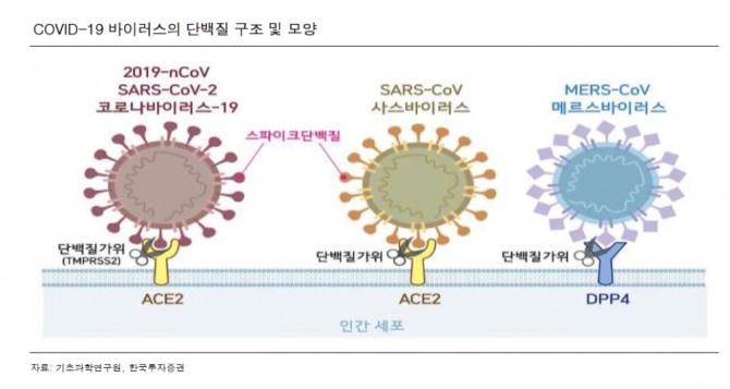 COVID-19 바이러스의 단백질 구조 및 모양  자료=한국투자증권