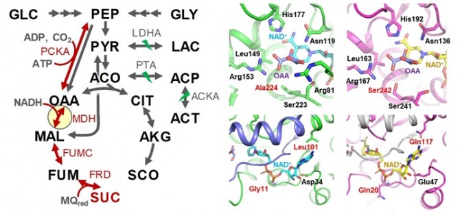 개발된 숙신산 생산 미생물의 대사 회로 및 숙신산 생산에 핵심적인 말산 탈수소효소의 효소 구조. 사진=KAIST