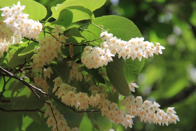 가지마다 순은의 작은 종을 닮은 흰 꽃송이를 가득 피워 달고 있는 쪽동백.