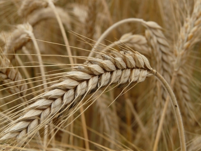 아르헨티나의 밀 농사 풍년으로 2020년~2021년 2200만톤의 수확을 기대하고 있다. 사진=글로벌이코노믹