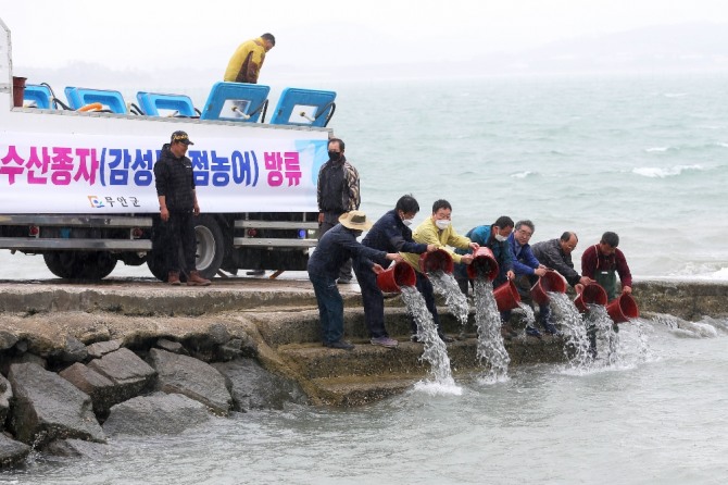 전남 무안군(군수 김 산)은 지난 19일 현경면 홀통항을 비롯해 청계면 구로항, 현경면 월두항에서 고부가가치 어종인 감성돔 종자 34만 마리와 점농어 종자 7만6000마리를 방류했다고 밝혔다. / 전남 무안군=제공