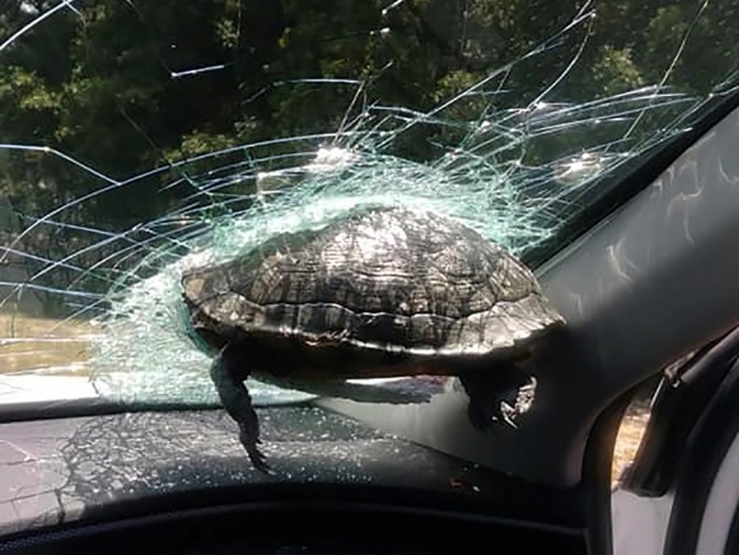 자동차 앞 유리창에 박힌 거북이. 사진=AP/뉴시스