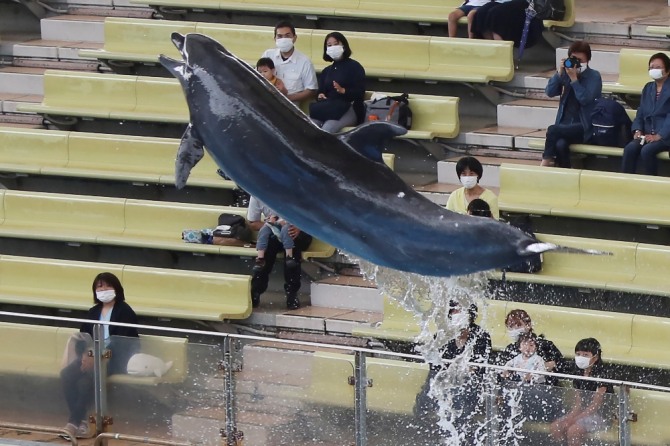 약 2달 동안 문을 닫았다가 재개장한 일본 요코하마 핫케이지마 바다 파라다이스에서 1일 방문객들이 마스크를 쓴 채 돌고래 쇼를 보고 있다.  AP/뉴시스