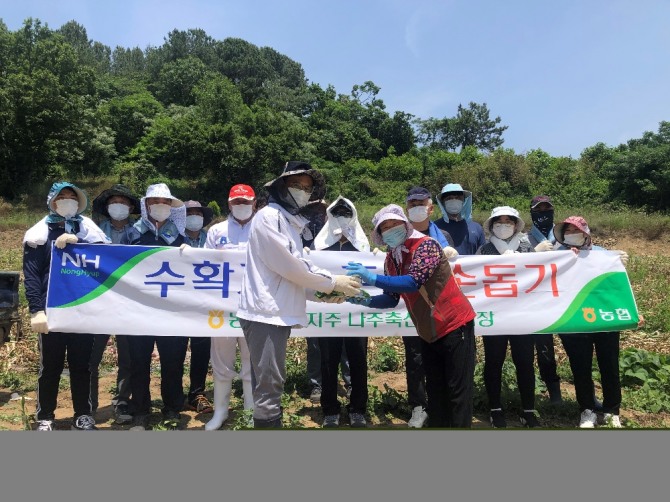 농협 나주축산물공판장 임직원 16명이 지난 4일 전남 무안군 명탄2리에 위치한 도산마을을 방문해 농촌일손 돕기를 했다. 