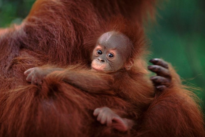 인도네시아 수마트라섬에 분포하는 '심각한 멸종위기종'(Critically Endangered)인 수마트라 오랑우탄. 사진=세계자연기금(WWF)
