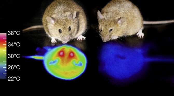 일본 츠쿠바대학에서 쥐를 대상으로 실시한 동면 실험.