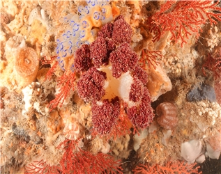 자연 서식처 내 빨강해면맨드라미. 사진=해양수산부