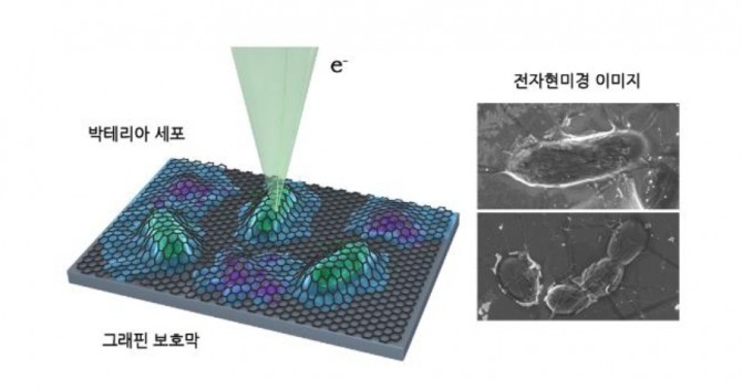 그래핀 보호막 이용한 세포 관찰 기술 모식도. 사진=KAIST 