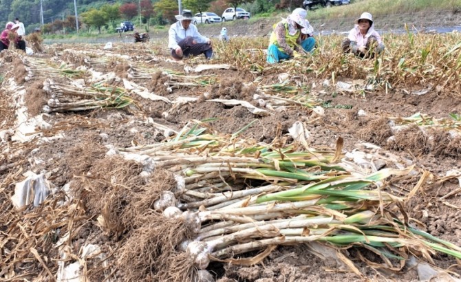 충북 단양의 한 마늘밭에서 15일 단양황토마늘 수확인 한창이다. 사진=뉴시스