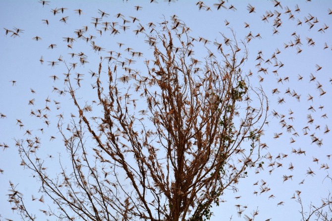 지난 1일(현지시간) 파키스탄 수쿠르 외곽에 메뚜기떼가 몰려들고 있다.  신화/뉴시스