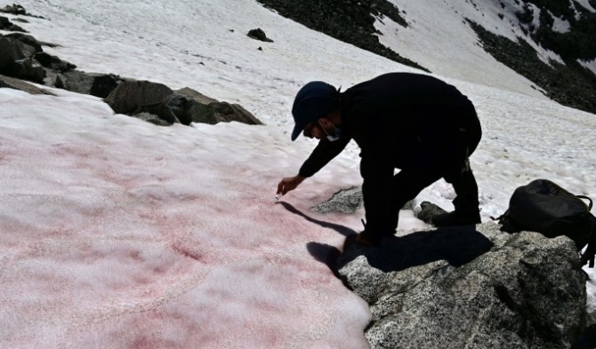 알프스의 빙하가 분홍색 ‘수박 눈’으로 덮였다. 이는 특정한 생물 때문에 일어나는 현상이다. 사진=AFP
