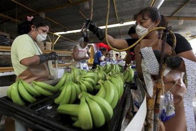 신종 코로나바이러스 감염증(코로나19) 여파로 필리핀은 중국으로의 바나나 수출이 감소할 것이라고 전망했다. 사진=로이터