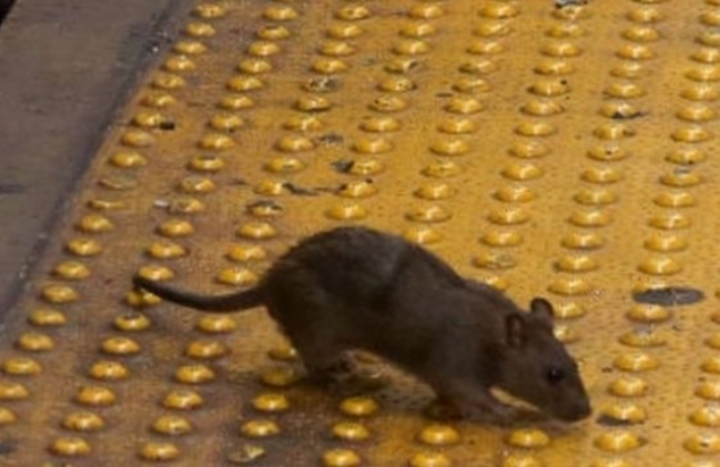 미국 뉴욕에서는 최근 식당 폐쇄로 굶주린 쥐들이 야외에서 영업하는 음식점을 괴롭히고 있으며, 업주들은 시에 구제를 요구하고 있다.