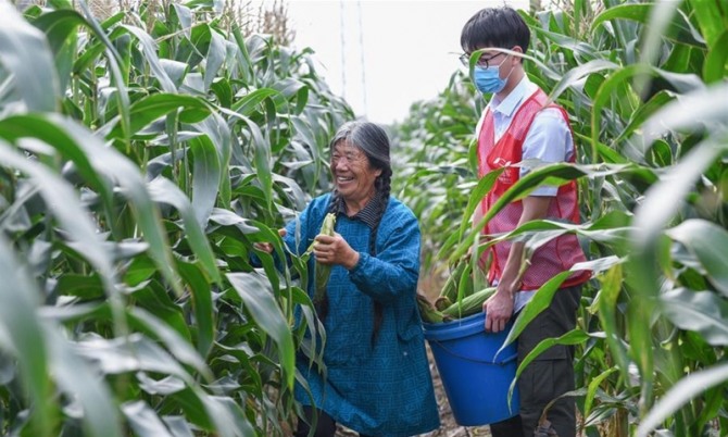 중국 저장성 츠시시의 옥수수밭에서 자원봉사자가 옥수수 수확을 거들고 있다.사진=글로벌타임스