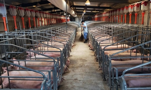 중국 장시성 싱안현 장시정방그룹의 돼지 양돈장에서 직원이 청소하고 있다. 사진=글로벌타임스