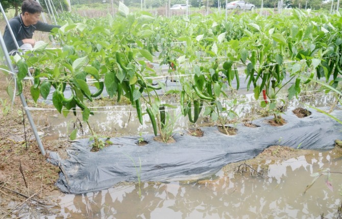지난달 14일 전북 부안군의 한 농가에서 농민이 물에 잠긴 고추밭을 바라보고 있다. 사진=뉴시스