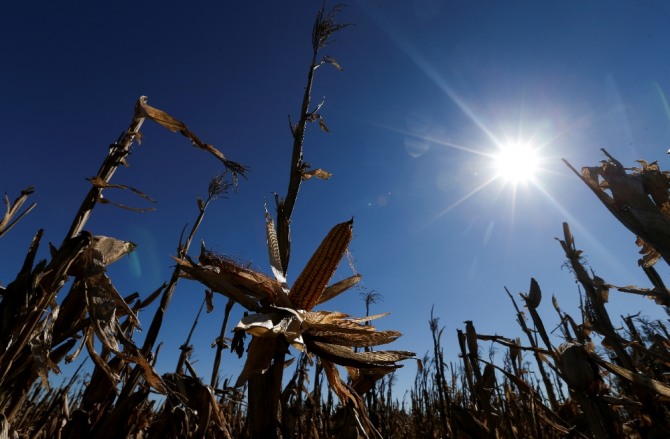 미국의 올해 옥수수와 대두 수확 규모가 예상보다 큰 폭으로 늘어날 것으로 전망된다. 사진=로이터