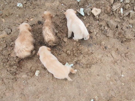 수해로 땅힌 묻힌 강아지 4마리가 어미개의 모성의 7~8일만에 극적으로 구출됐다 