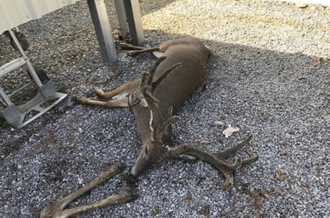 사진은 미국 루이지애나주에서 창궐하고 있는 흡혈 모기떼에 의해 죽은 사슴들.