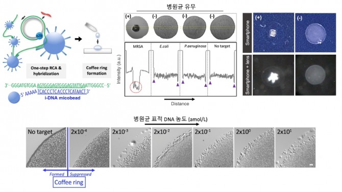 커피링 등온 유전자 검출법 모식도. 사진=KAIST 제공. 