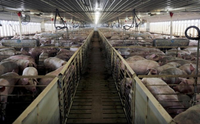 미국 아이오와주의 돼지농장내 양돈장. 사진=로이터