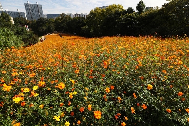 황화코스모스가 8일 서울 송파구 올림픽공원 들꽃마루에서 아름다운 자태를 뽐내고 있다. 사진=뉴시스