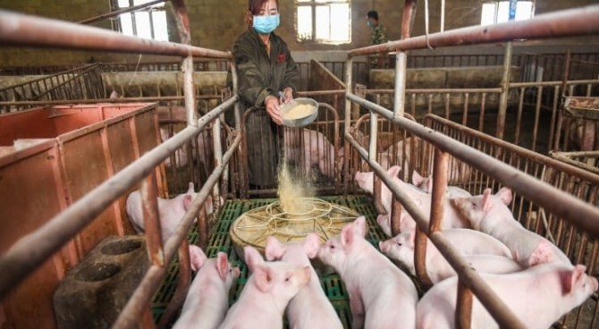 중국의 돼지고기 가격이 몇 달 동안 급등한 후 1년여 만에 처음으로 하락했다. 사진=CNBC