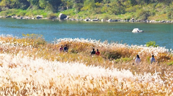 충북 단양군 가곡면 남한강변 갈대밭이 가을 감성 여행지로 큰 인기를 얻고 있다. 사진은 지난 8일 갈대밭 모습. 사진=단양군 제공