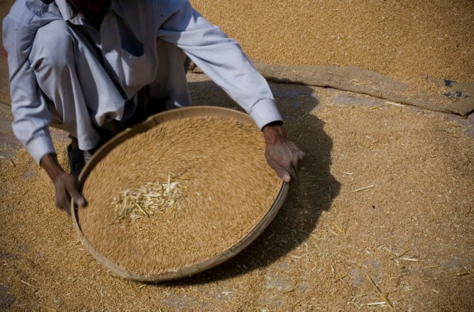 파키스탄 라호르에서 한 노동자가 수확한 밀을 체로 거르고 있다. 기후변화와 토지 및 기타 자원의 소모로 식량 시스템이 훼손됨에 따라 인류가 먹고 살 수 있는 식량을 공급하는 것이 점점 더 힘들어지고 있다고 유엔 식량농업기구(FAO)가 경고했다. 사진=뉴시스