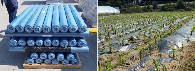 서진바이오테크의 생분해성 멀칭필름 제품(왼쪽)과 멀칭필름을 사용한 농작물 밭의 모습. 사진=서진바이오테크